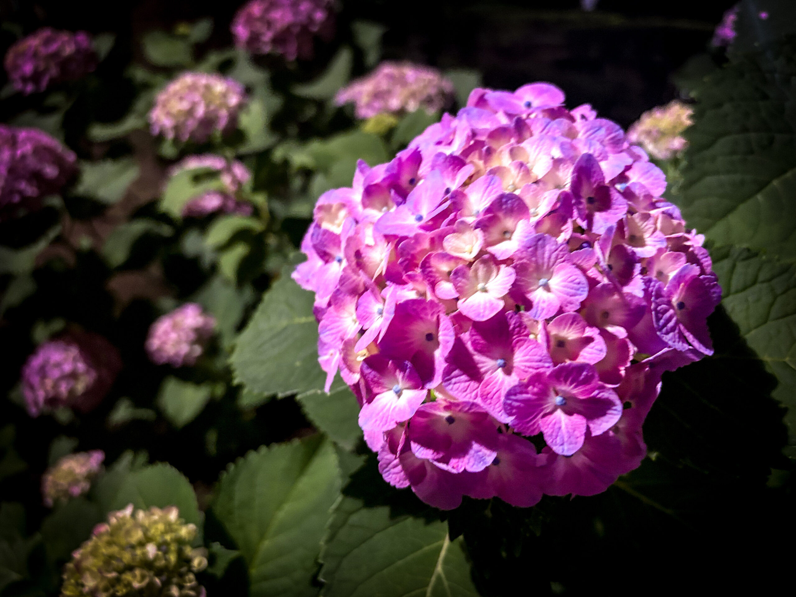 夜の公園で咲く鮮やかな紫陽花の花 A vibrant hydrangea blooming in a night-time park