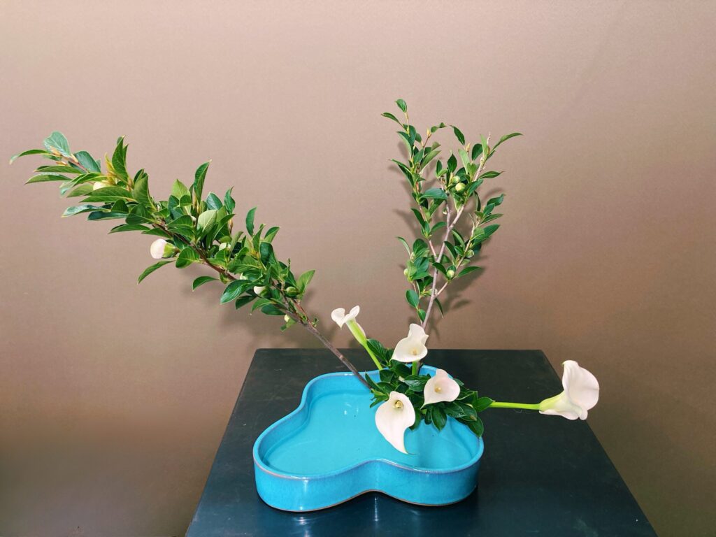鮮やかな青磁色の花器にカラーとシャラ椿を生け、水面の涼しさを表現した初夏のいけばな作品 An early summer ikebana arrangement of calla lilies and summer camellia in a vibrant turquoise vase, expressing coolness through the visible water surface