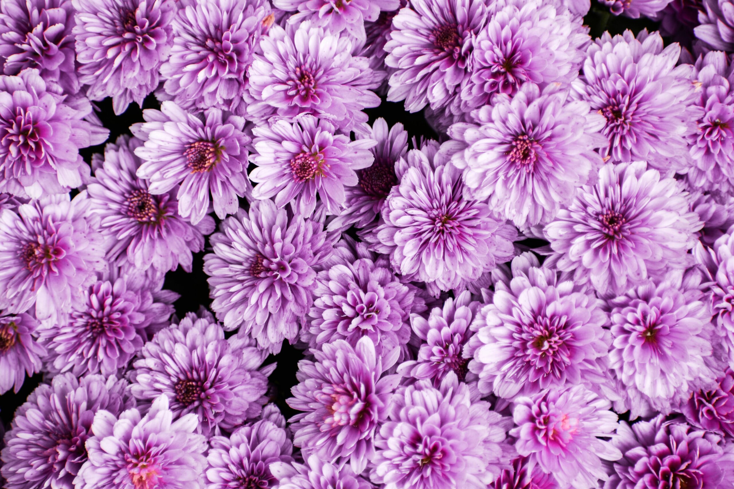 鮮やかな紫色の菊の花が一面に咲き誇る美しいクローズアップ写真 A vivid close-up of blooming purple chrysanthemums filling the frame