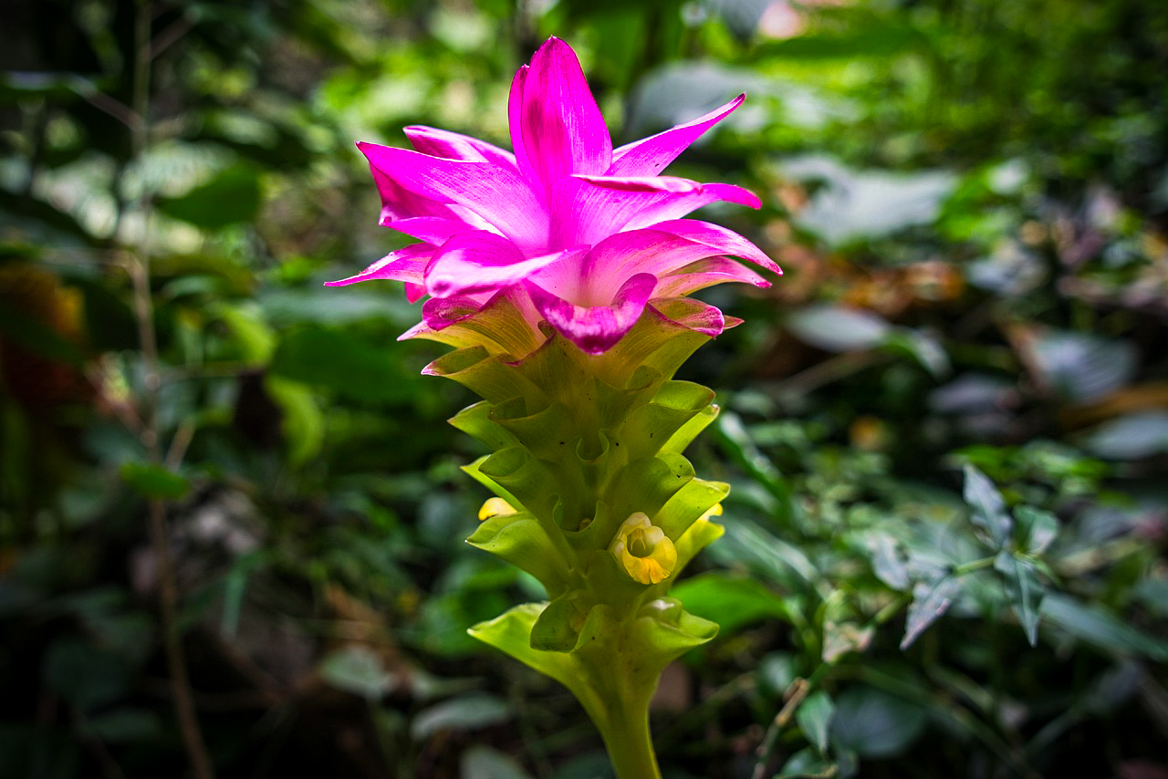 鮮やかなピンク色のクルクマの花。熱帯の緑の中で咲く姿が美しく、いけばなや夏の花材として人気。 A vivid pink Curcuma flower blooming in lush tropical greenery, often used in ikebana and summer floral designs.