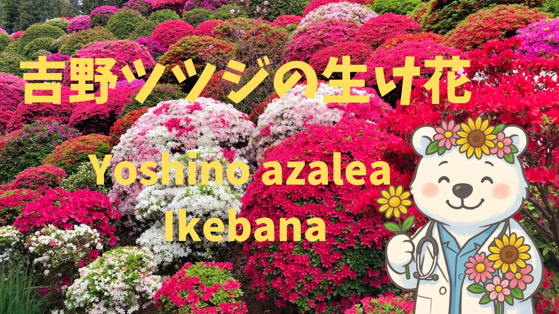 満開の吉野ツツジを背景に、「吉野ツツジの生け花 Yoshino azalea ikebana」の文字と、花を持った白くま医師のイラストが配置されたアイキャッチ画像。 Eyecatch image featuring full-bloom Yoshino azaleas, overlaid with the text “Yoshino azalea ikebana” and a cheerful bear doctor illustration holding flowers.
