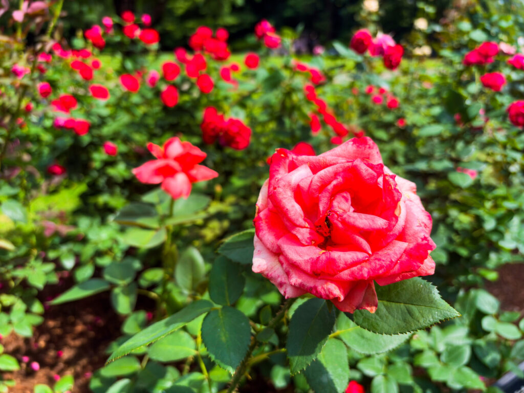 旧古河庭園で咲く赤いバラの二番花の接写、鮮やかな花びらが印象的 Close-up of second bloom red rose at Kyu-Furukawa Gardens
