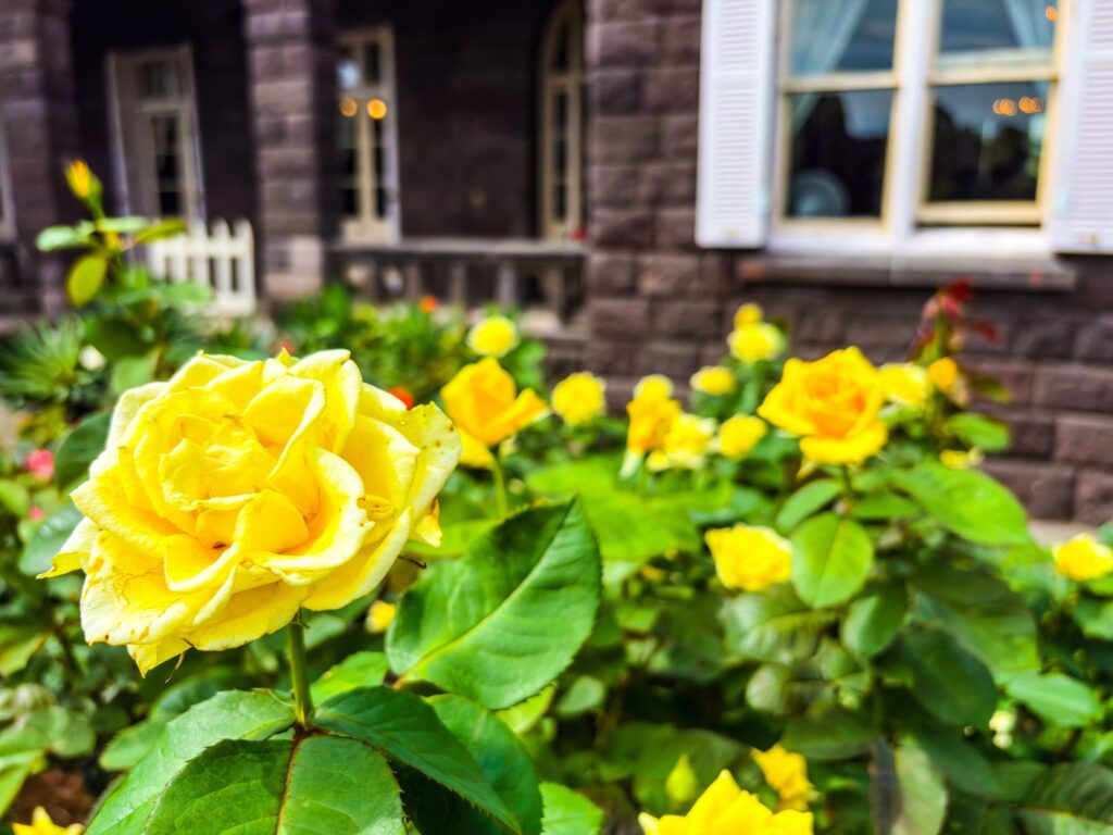 洋館を背景に、旧古河庭園のバラ園で咲く黄色いバラの花
Yellow rose in front of Western mansion at Kyu-Furukawa Gardens