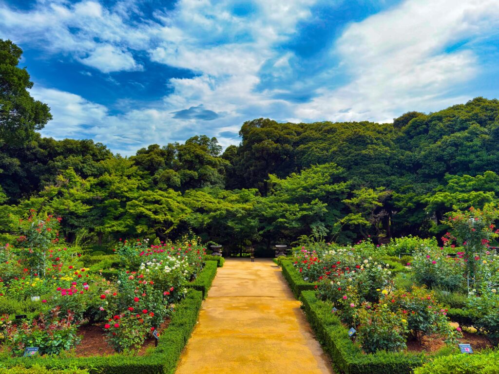 青空の下に広がる旧古河庭園の整形バラ園、豊かな緑とバラの列
Wide view of rose garden under blue sky at Kyu-Furukawa Gardens
4 kyufurukawa-rose4-mansion-redrose.jpg 緑の芝とバラに囲まれた旧古河庭園の洋館と真紅のバラ Red rose with Western-style mansion background at Kyu-Furukawa Gardens
5 kyufurukawa-rose5-red-roses-hill.jpg 旧古河庭園の傾斜地に咲く赤いバラ、奥に広がる自然林が美しい Red roses blooming on green hill at Kyu-Furukawa Gardens
6 kyufurukawa-rose6-window-rose.jpg 洋館の窓辺に咲く赤いバラ、旧古河庭園らしい風情あるワンシーン Red rose in front of window of Western building at Kyu-Furukawa Gardens
7 kyufurukawa-rose7-mansion-rose-focus.jpg 洋館を背景にピントを合わせた赤いバラ、旧古河庭園の初夏の景色 Focused red rose with blurred Western mansion at Kyu-Furukawa Gardens
8 kyufurukawa-rose8-many-red-roses.jpg 洋館の前に咲き誇る複数の赤いバラ、旧古河庭園のバラの見頃 Cluster of red roses in front of mansion at Kyu-Furukawa Gardens
9 kyufurukawa-rose9-front-mansion-roses.jpg 旧古河庭園の洋館を背景に、色とりどりのバラが咲き誇る春のローズガーデンの風景 Roses blooming at the front facade of mansion at Kyu-Furukawa Gardens