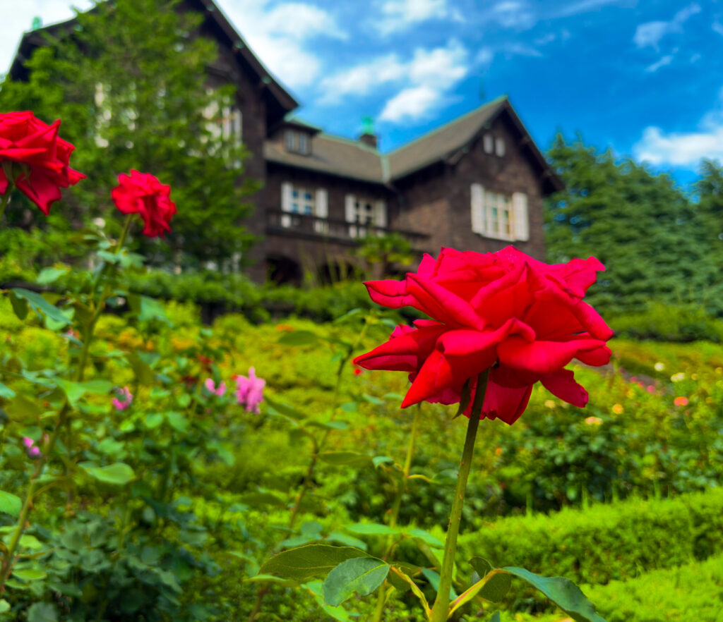緑の芝とバラに囲まれた旧古河庭園の洋館と真紅のバラ
Red rose with Western-style mansion background at Kyu-Furukawa Gardens