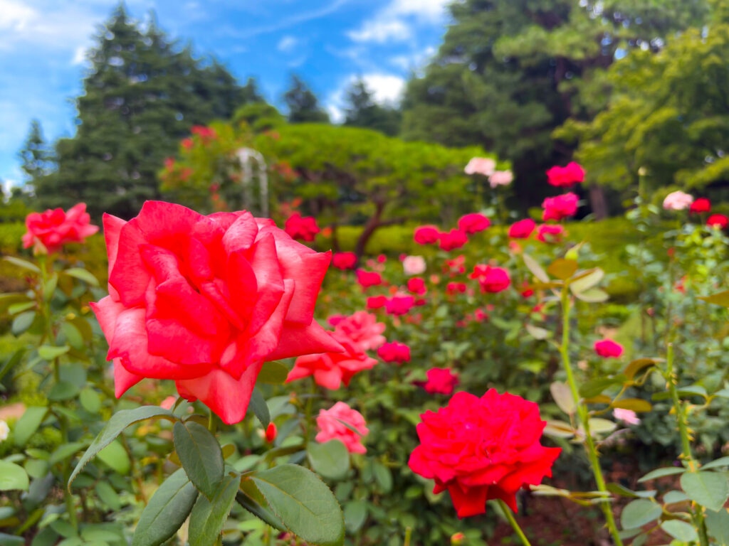 旧古河庭園の傾斜地に咲く赤いバラ、奥に広がる自然林が美しい
Red roses blooming on green hill at Kyu-Furukawa Gardens