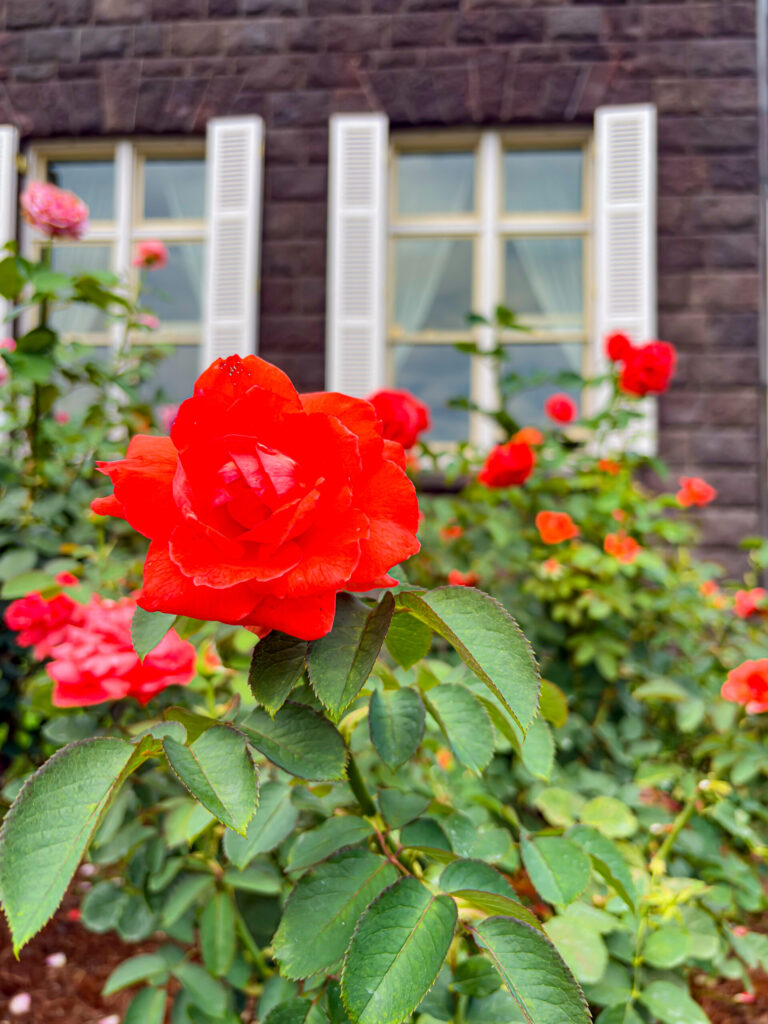 洋館の窓辺に咲く赤いバラ、旧古河庭園らしい風情あるワンシーン
Red rose in front of window of Western building at Kyu-Furukawa Gardens