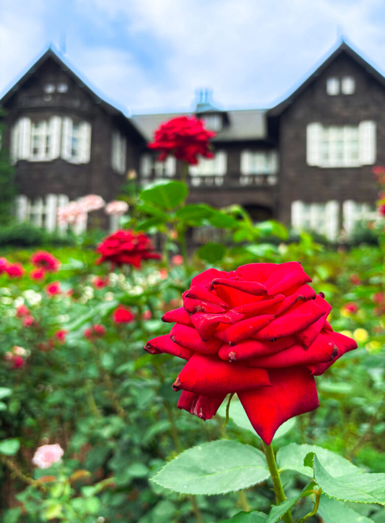 洋館を背景にピントを合わせた赤いバラ、旧古河庭園の初夏の景色 Focused red rose with blurred Western mansion at Kyu-Furukawa Gardens