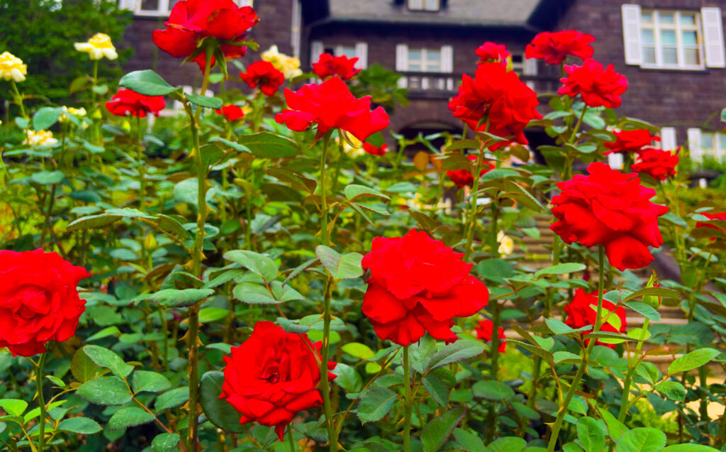 洋館の前に咲き誇る複数の赤いバラ、旧古河庭園のバラの見頃
Cluster of red roses in front of mansion at Kyu-Furukawa Gardens