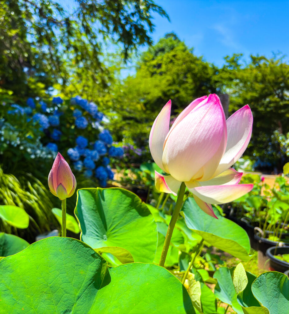 蓮と紫陽花が並ぶ、本土寺の初夏らしい花風景
Early summer scene at Hondoji: lotus and hydrangeas together