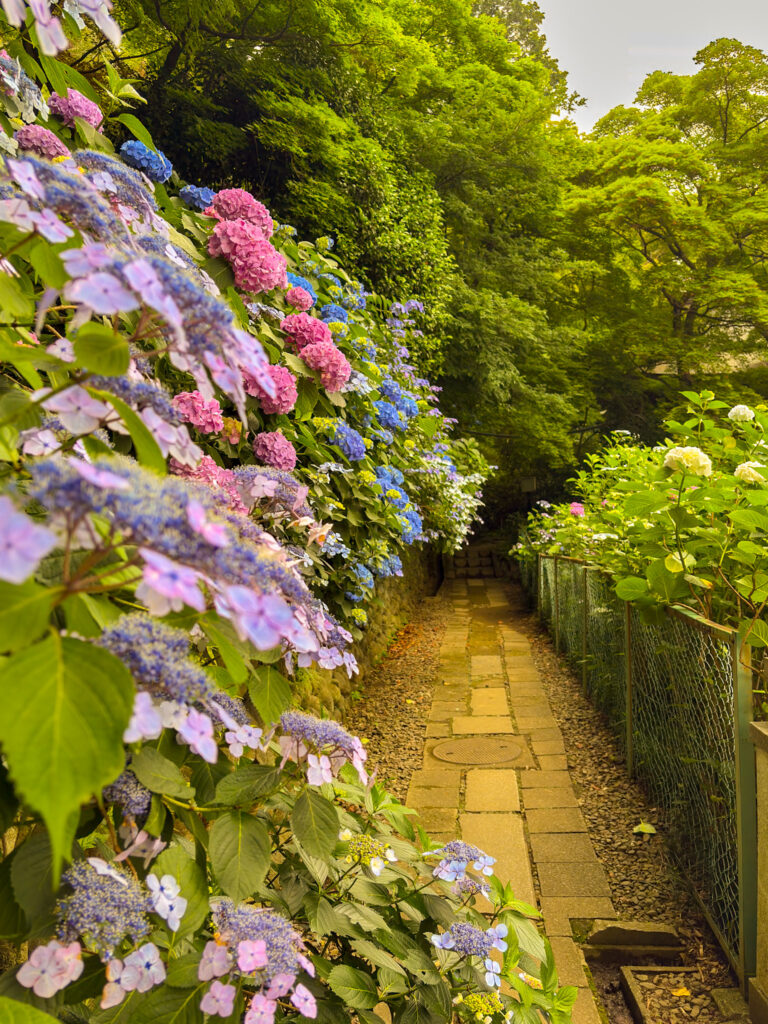 Lush temple path with blooming hydrangeas
