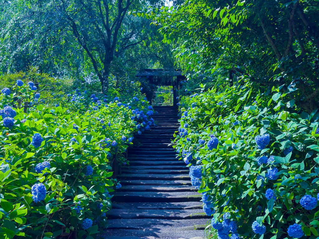 明月院ブルーの紫陽花に囲まれた石段参道 / Stone stairway lined with Meigetsuin Blue hydrangeas