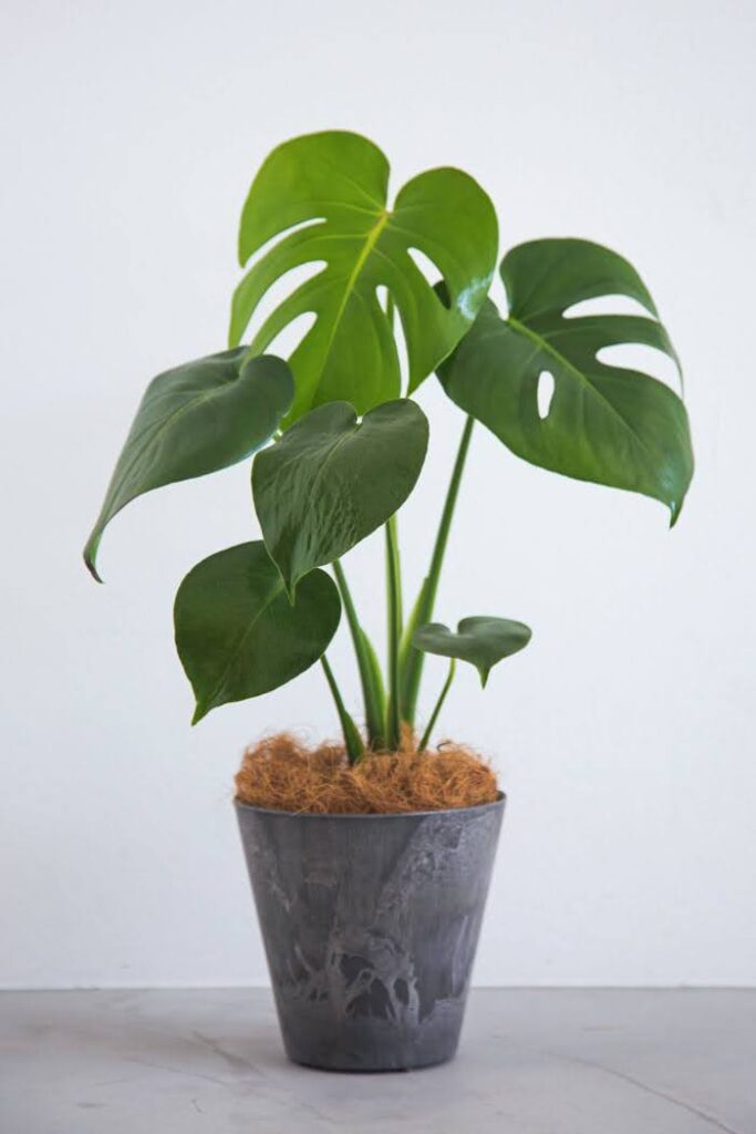 切れ込みの入った大きな葉が特徴的なモンステラの観葉植物。湿度調整やインテリア性の高さで人気。
Monstera with large, split leaves. A popular indoor plant known for natural humidifying and bold visual impact.