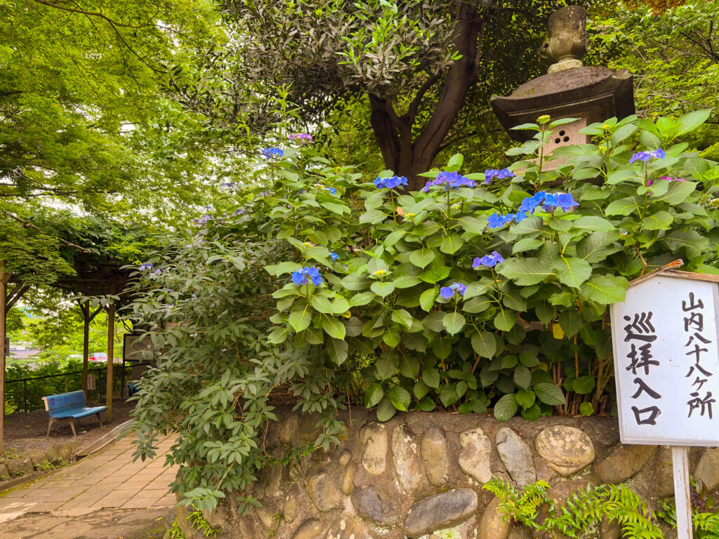 Mountain hydrangeas blooming in dappled sunlight