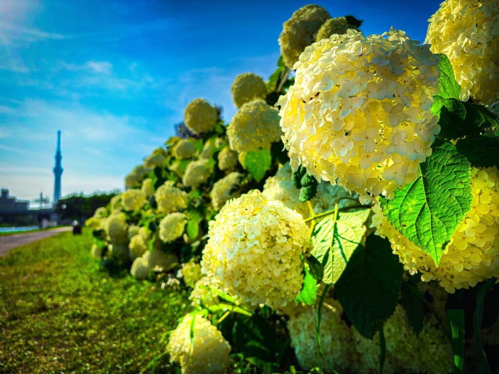 白い紫陽花のクローズアップと遠くに見えるスカイツリー
Close-up of white hydrangeas with Tokyo Skytree in the background