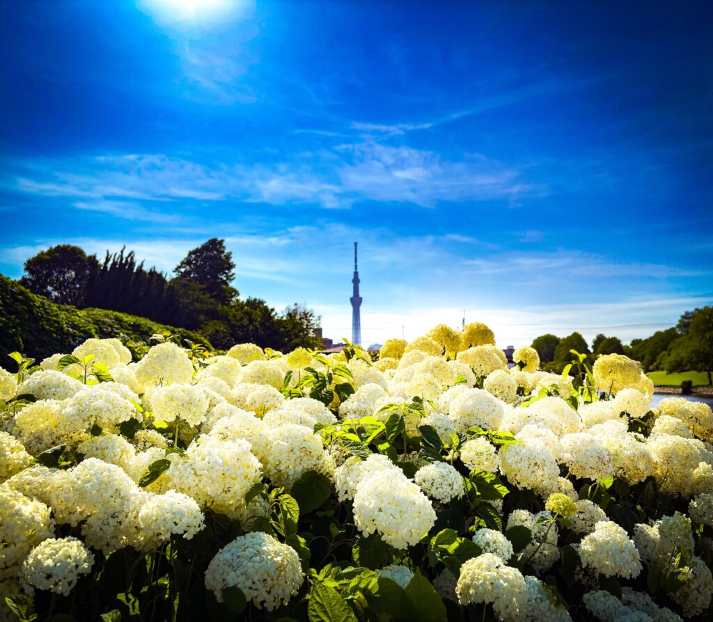 白い紫陽花越しにスカイツリーを望む、晴天の旧中川
White hydrangeas with Tokyo Skytree under a clear blue sky
