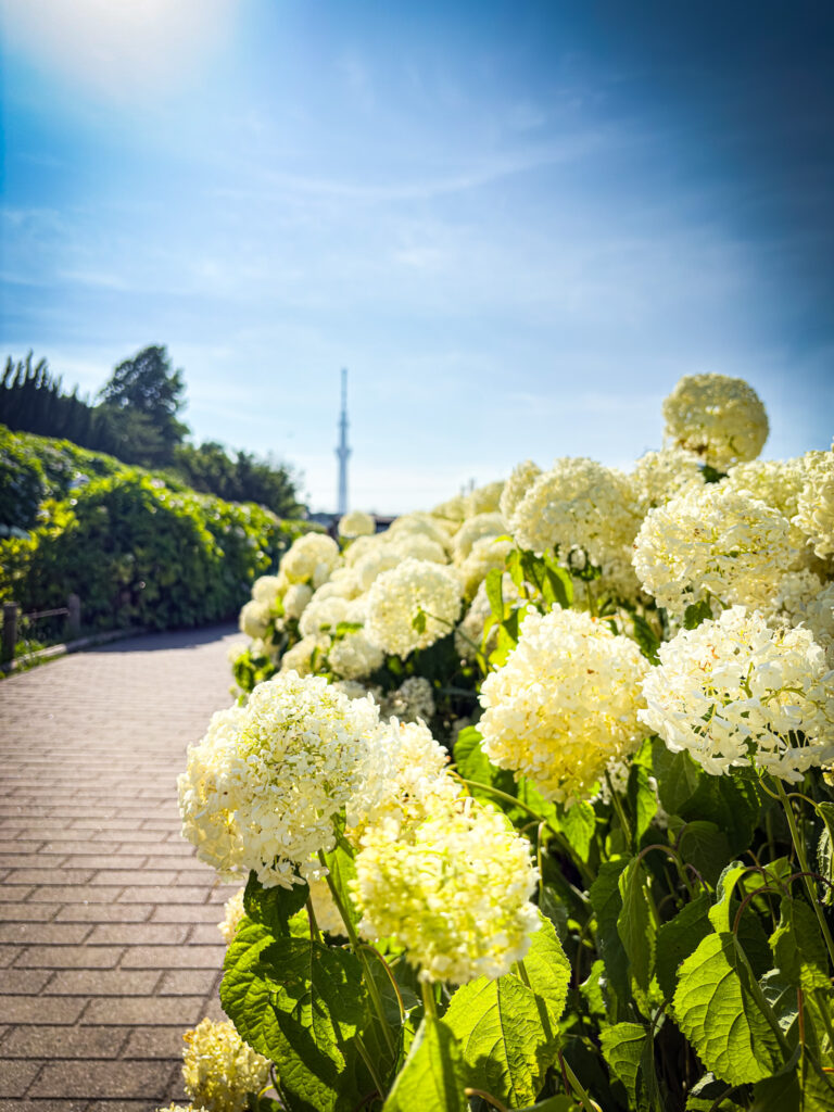 遊歩道沿いに咲く白い紫陽花とスカイツリーの構図
A hydrangea-lined path with Skytree rising in the distance