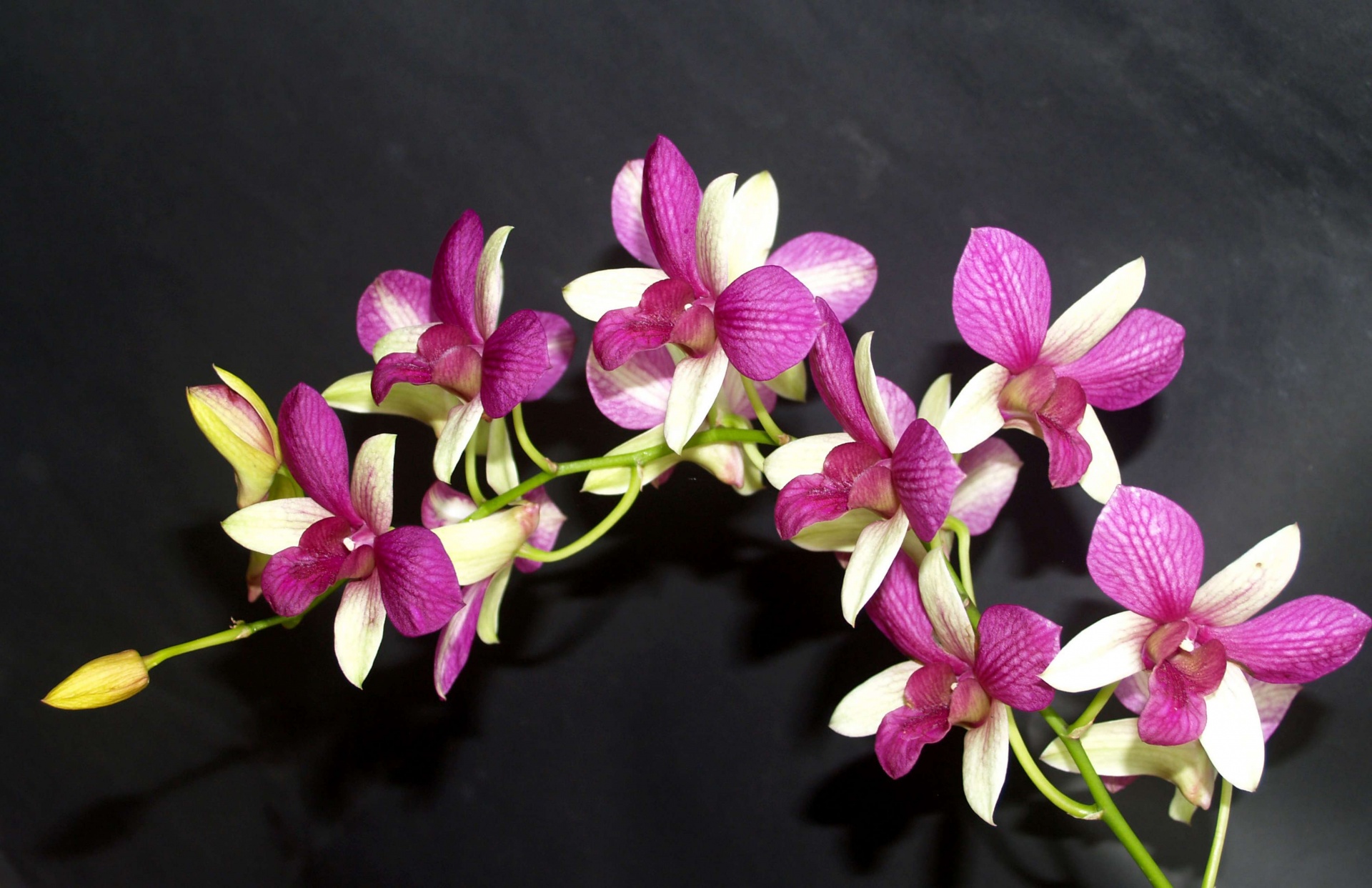 紫と白のコントラストが美しいランの花（デンドロビウム）が黒背景に映える Vibrant purple and white Dendrobium orchid flowers standing out against a black background