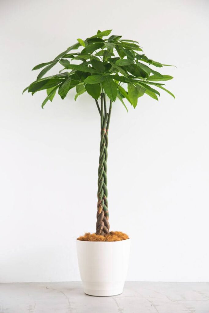 三つ編み状の幹が特徴的なパキラの鉢植え。縁起が良い観葉植物として人気で、インテリア性も高い。
Pachira (Money Tree) with a braided trunk. A popular indoor plant known for good fortune and decorative appeal.
