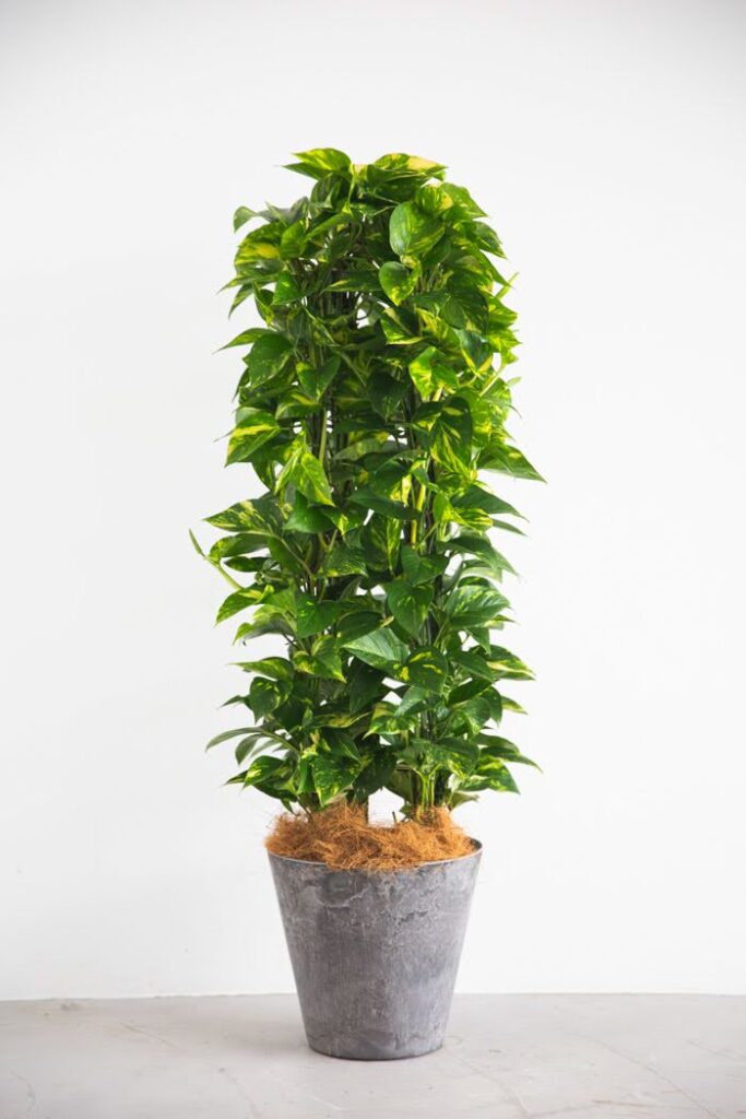 光沢のある葉が美しいポトスの大型鉢植え。空気清浄効果があり、室内で育てやすい人気の観葉植物。
Large potted Pothos with glossy green leaves. A popular indoor plant known for its air-purifying qualities and easy care.