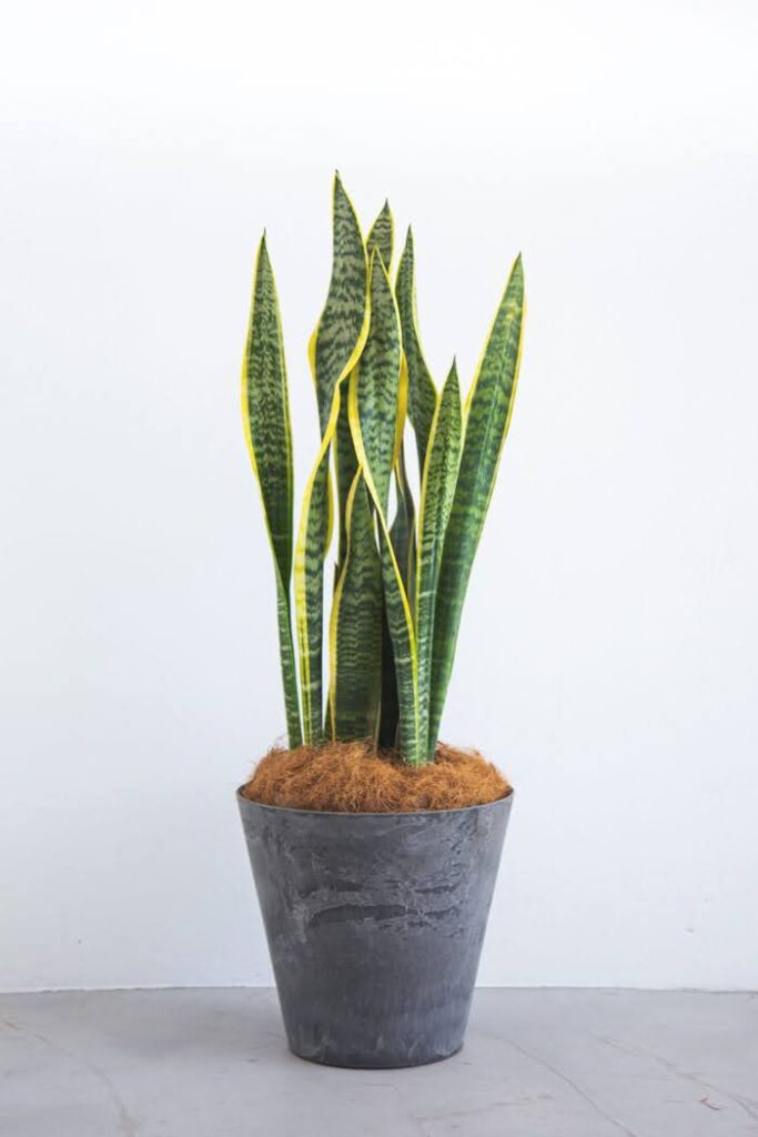 スタイリッシュな鉢に植えられたサンスベリア(トラノオ)。空気清浄効果と乾燥への強さが特徴の観葉植物。
Sansevieria (Snake Plant) in a modern pot. Known for air-purifying properties and drought tolerance as an indoor plant.