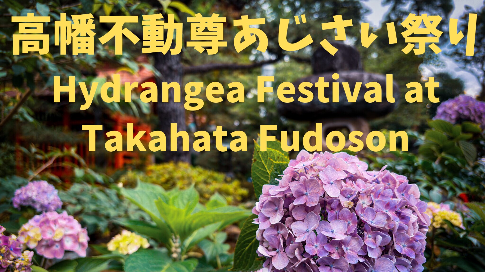 高幡不動尊あじさい祭りのアイキャッチ画像（紫陽花と石灯籠） / Featured image of the Hydrangea Festival at Takahata Fudoson with hydrangeas and stone lantern