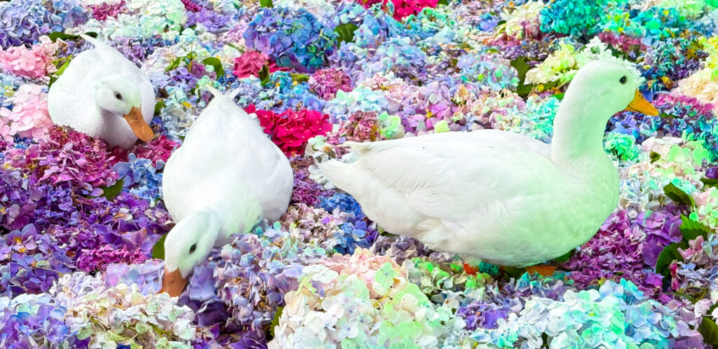 カラフルな紫陽花の中でくつろぐ白いアヒルたち（接写）
Close-up of white ducks resting in colorful hydrangeas