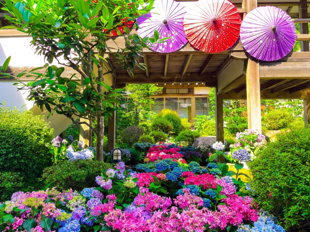 和傘と色鮮やかな紫陽花が彩る境内の花壇
Colorful hydrangeas and Japanese umbrellas decorating a garden