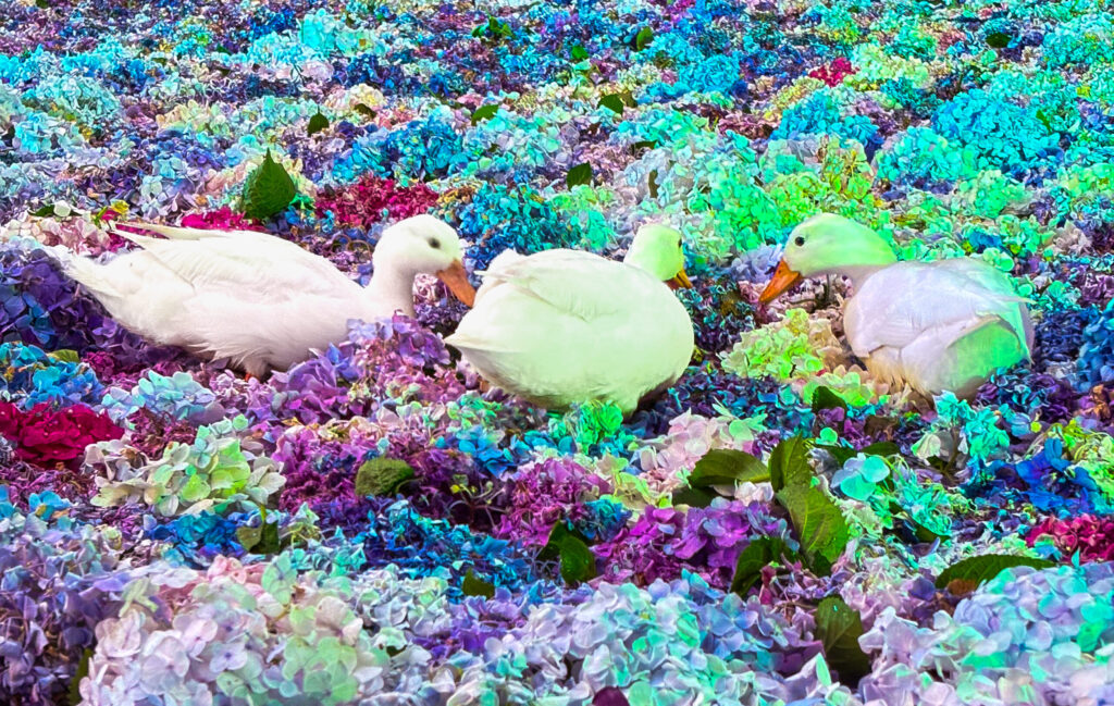 幻想的な紫陽花のじゅうたんの上を歩くアヒルたち
Ducks strolling on a dreamy hydrangea carpet