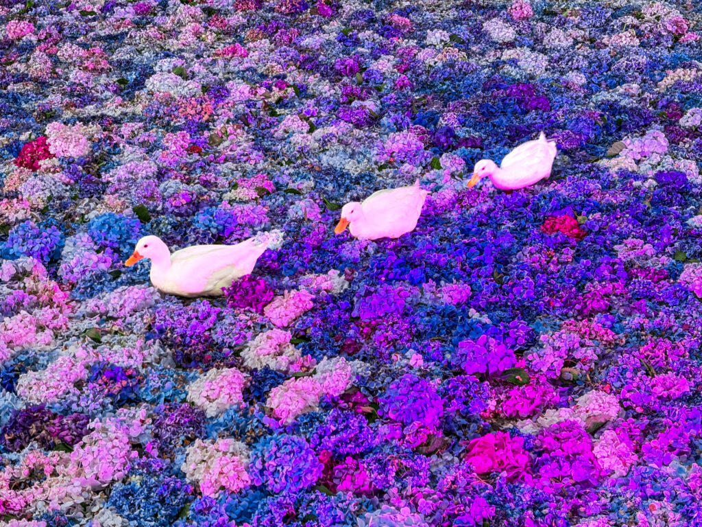 紫のライトに照らされた紫陽花の上を進む3羽のアヒル
Three ducks walking over hydrangeas lit in purple light