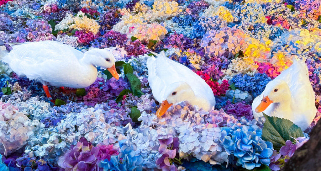 3羽のアヒルが紫陽花の上を並んで歩く様子
Three ducks walking in line on colorful hydrangeas