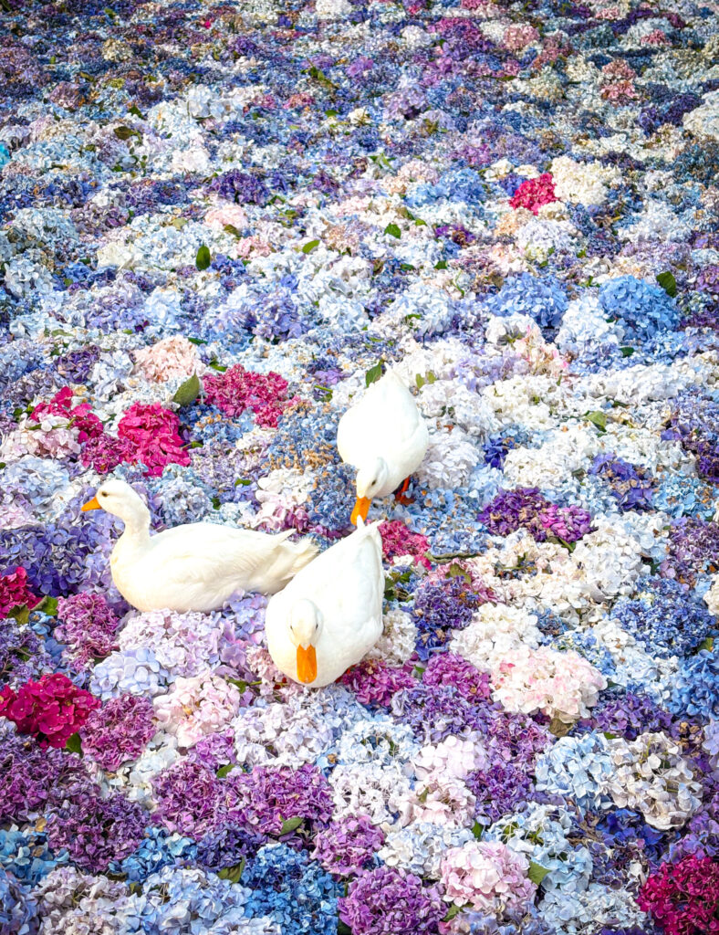 色とりどりの紫陽花の上を歩く3羽の白いアヒル
Three white ducks walking over a bed of colorful hydrangeas