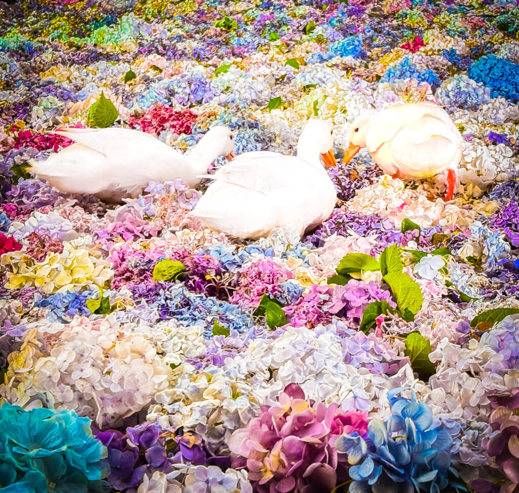 紫陽花に包まれる3羽のアヒルたちの姿（上空から）
Top-down view of ducks surrounded by hydrangeas