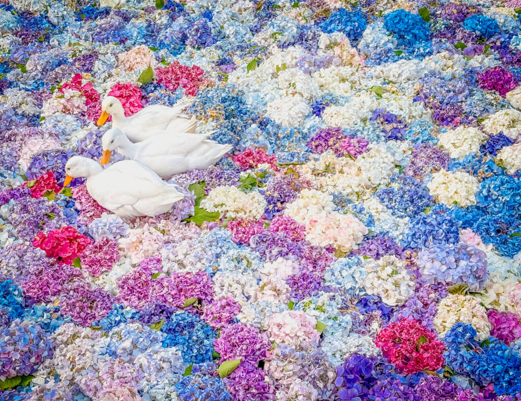 紫陽花のじゅうたんの中で並んで歩く白いアヒルたち
White ducks walking in a row across a carpet of hydrangeas