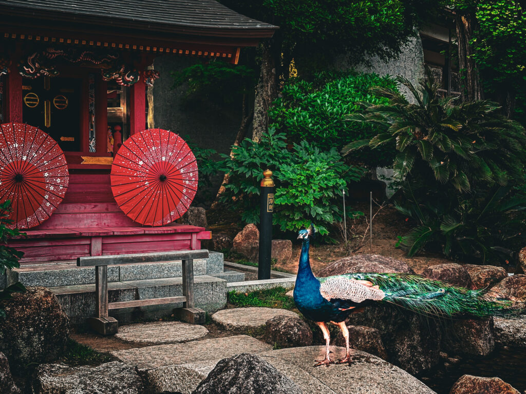 朱色の社殿前を歩く放し飼いの孔雀
Free-roaming peacock walking in front of a red shrine