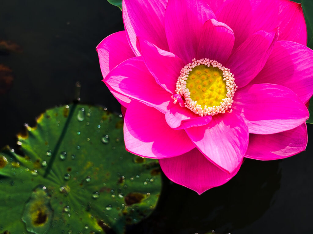 古代蓮の里で撮影された蓮の風景Lotus scenery photographed at Kodai Hasu no Sato 