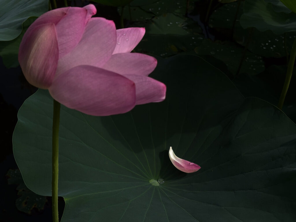 古代蓮の里で撮影された蓮の風景Lotus scenery photographed at Kodai Hasu no Sato 