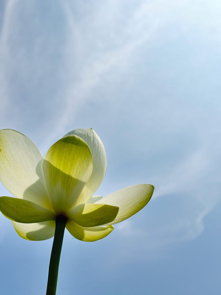 古代蓮の里で撮影された蓮の風景Lotus scenery photographed at Kodai Hasu no Sato 