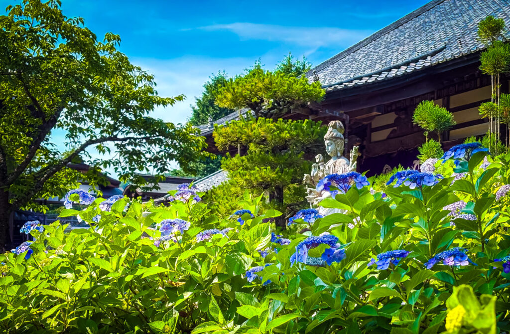 紫陽花とともに立つ観音像と寺院の風景
Kannon statue among blooming hydrangeas in a temple setting