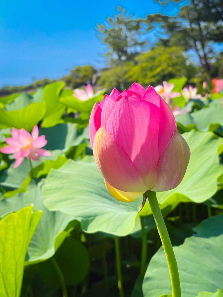 緑の葉とピンクの花に囲まれた大賀ハスの蕾。夏の風景を象徴しています。 / Oga lotus bud surrounded by green leaves and pink blossoms, symbolizing summer.