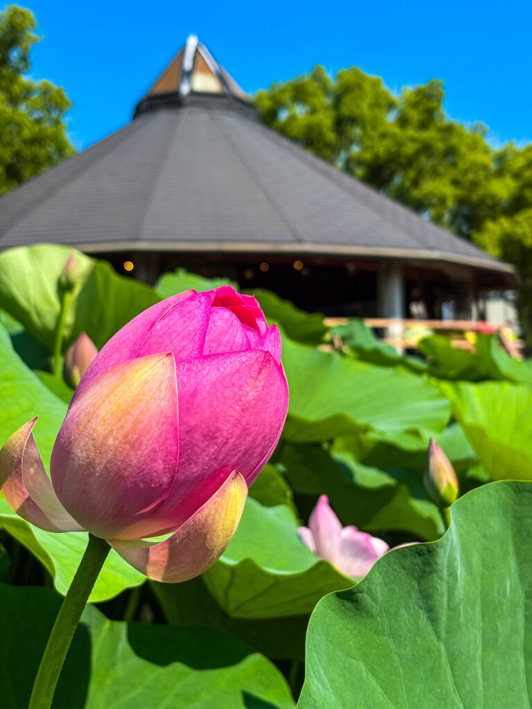 東屋を背景にした大賀ハスの蕾。空は青く晴れ渡っています。 / Oga lotus bud with a pavilion in the background under a bright blue sky.