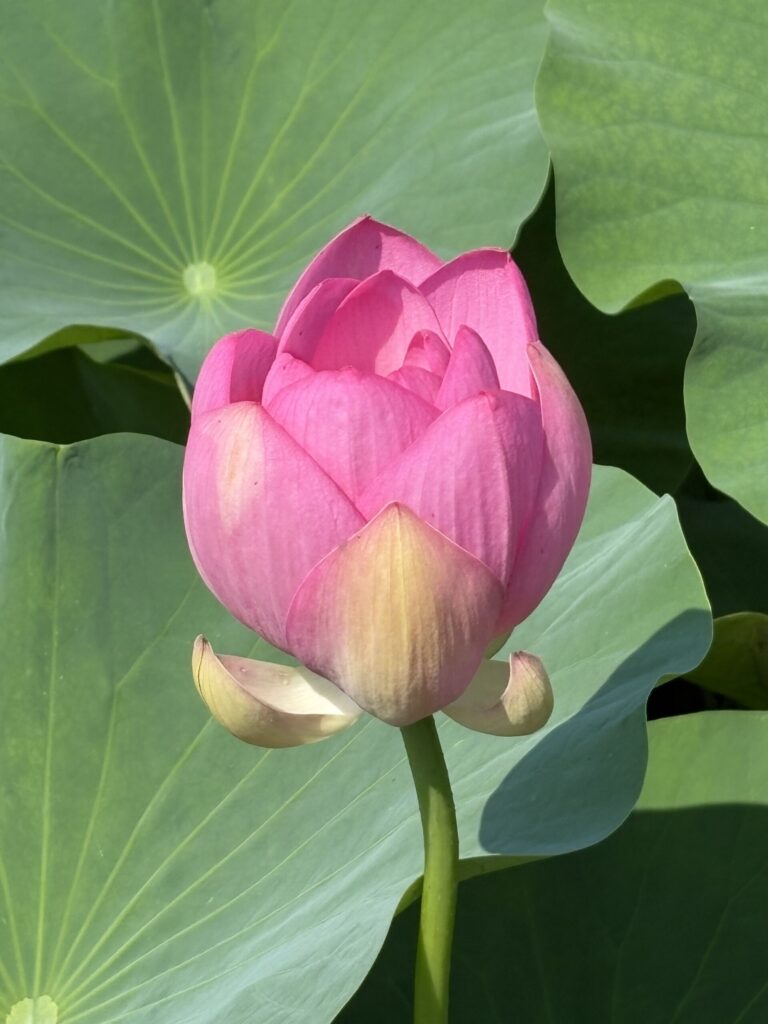 開花初日の大賀ハスのつぼみ。ふっくらとした形に朝日が当たり、開花の瞬間を待つ美しさがある。/ A first-day Oga lotus bud. Bathed in morning light, its plump shape holds the beauty of anticipation.