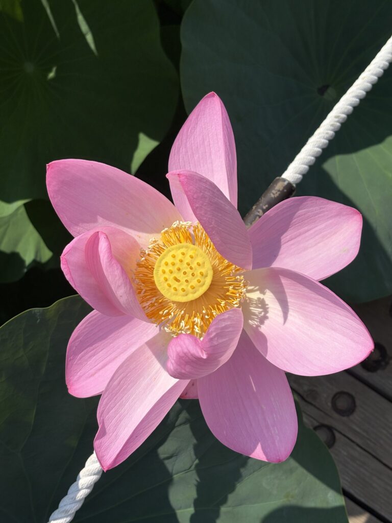 開花2日目の大賀ハス。花びらが大きく開き、朝の光を浴びて輝く。/ A second-day Oga lotus in full bloom, radiating in the morning sunlight.