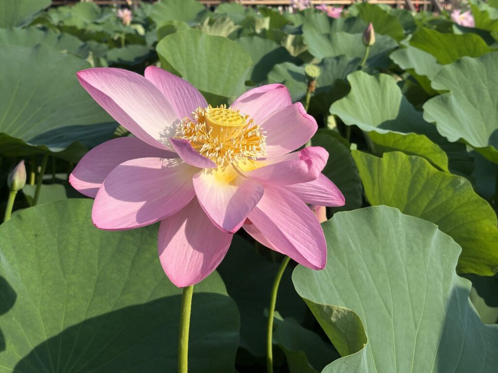 千葉公園で咲く2日目の大賀ハス。黄色の花芯が美しく目立つ。/ A second-day Oga lotus blooming at Chiba Park, with its yellow flower center standing out beautifully.