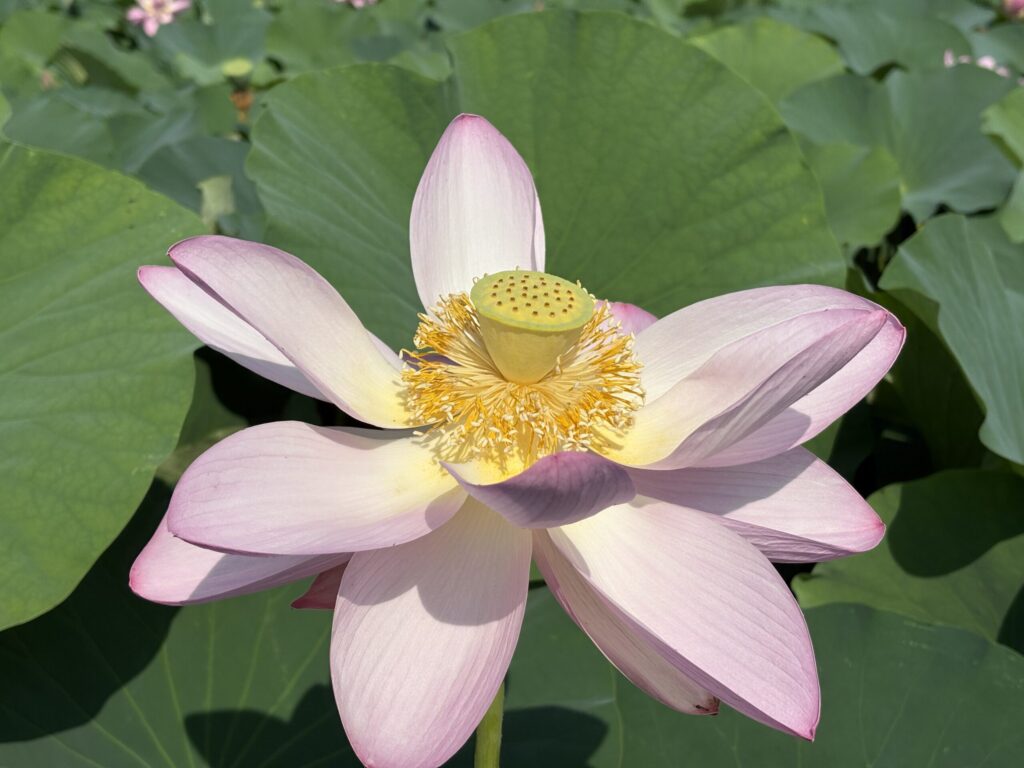3日目の大賀ハス。花の色がやや褪せ始め、やさしい雰囲気を漂わせている。/ A third-day Oga lotus with softening colors, exuding a gentle, fading beauty.