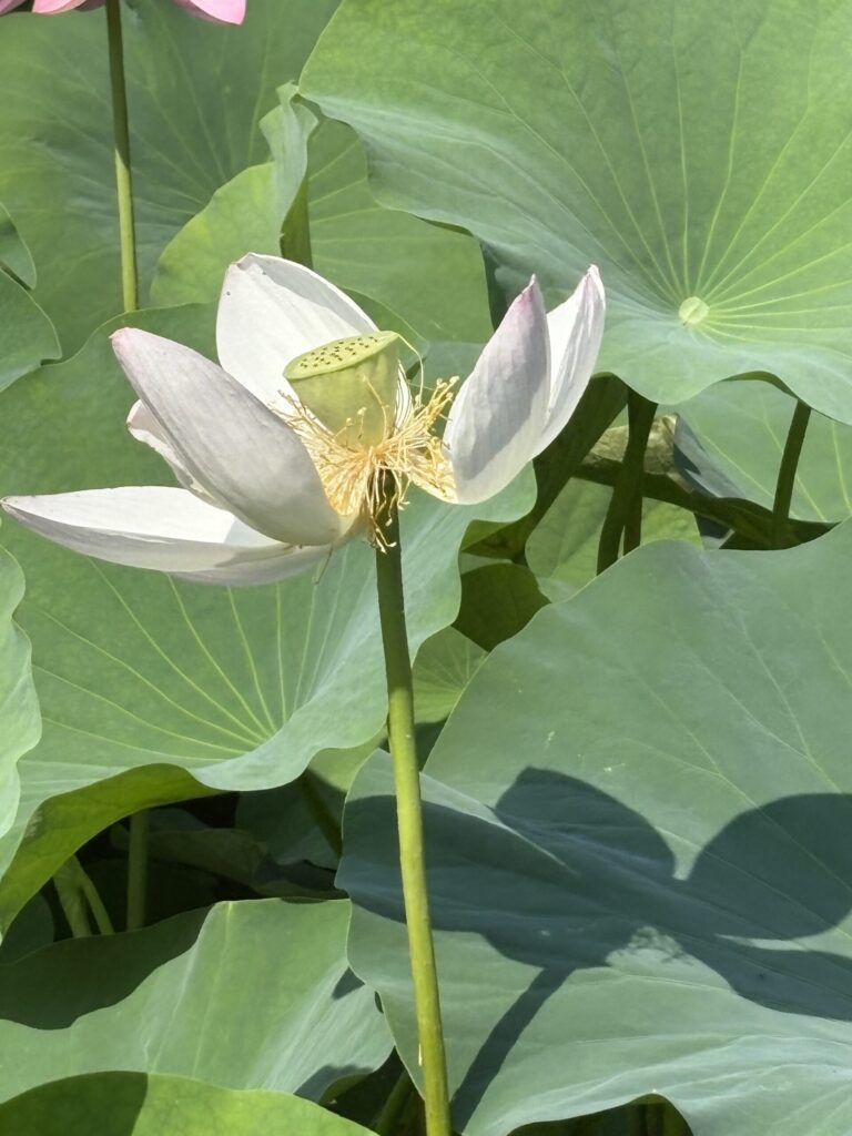 4日目の大賀ハス。花びらが落ち始め、命のバトンを次へとつなぐ姿。/ A fourth-day Oga lotus, as its petals begin to fall, symbolizing the passing of life to the next stage.