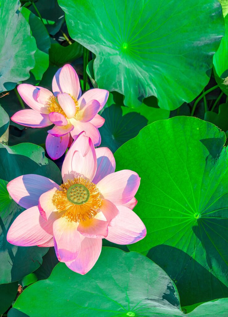 2輪の美しい大賀ハスのアップ。ピンクの花びらと黄色の花芯が鮮やかです。 / Close-up of two beautiful Oga lotus flowers with vivid pink petals and yellow centers.