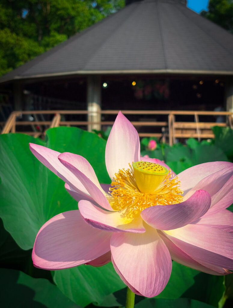 千葉公園の東屋を背景に咲く大賀ハスの花。 / Oga lotus flower blooming in front of a pavilion at Chiba Park.