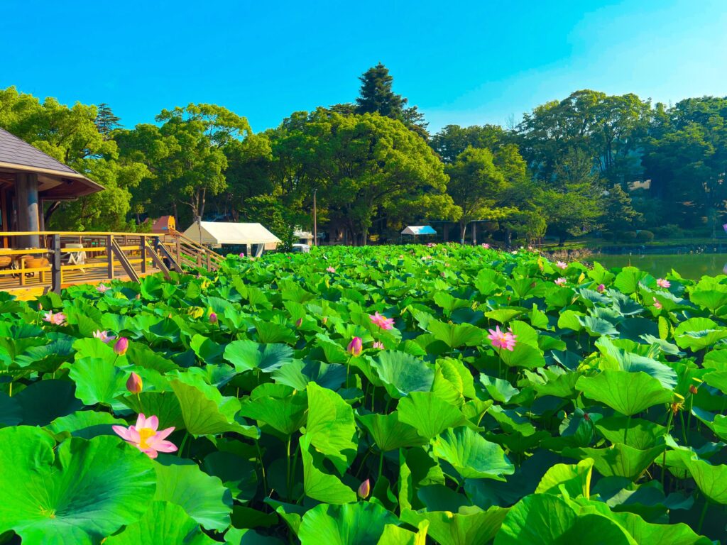 千葉公園の東屋とピンクの蓮の花
Pink lotus flower in front of gazebo at Chiba Park