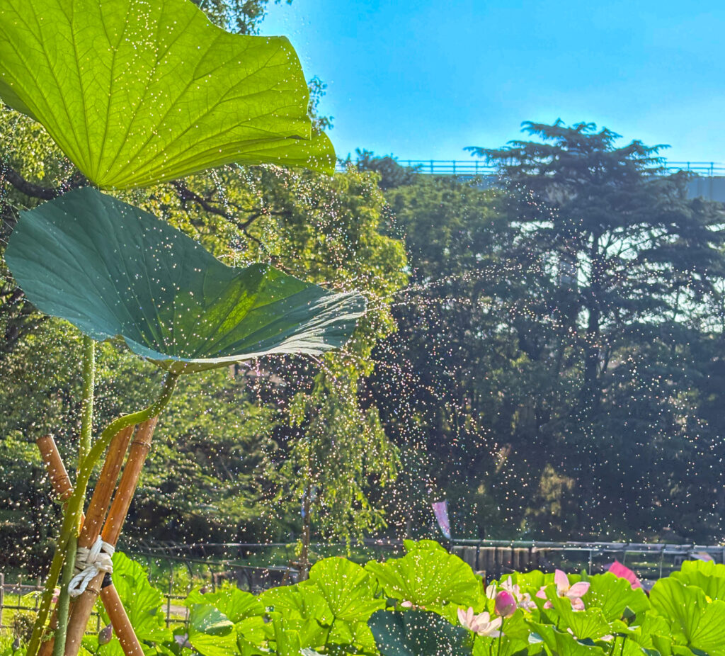 水しぶきがキラキラと光る蓮の葉の写真。近距離からの撮影。 / Sparkling water droplets on lotus leaves, taken from a close angle.